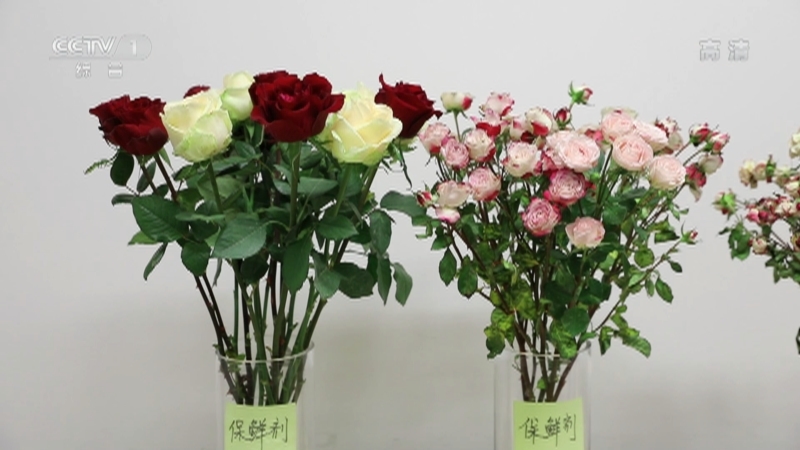 《生活提示》 20210204 让鲜花持久保鲜的妙招管用吗