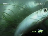 人与自然 《人与自然》 20151029 自然发现：大盛宴（上）