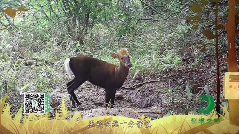 《秘境之眼》 黑麂 20210930