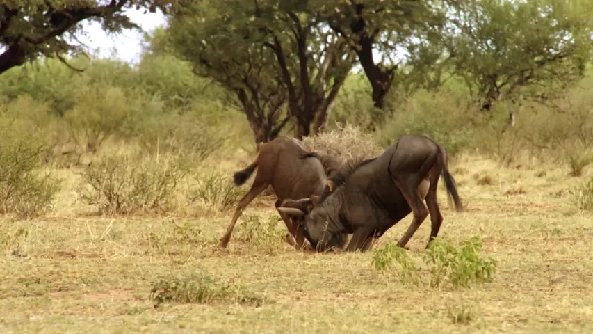 《生命之树》第2集