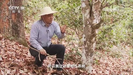走近科学 《走近科学》 20190710 科技助茶兴（上）