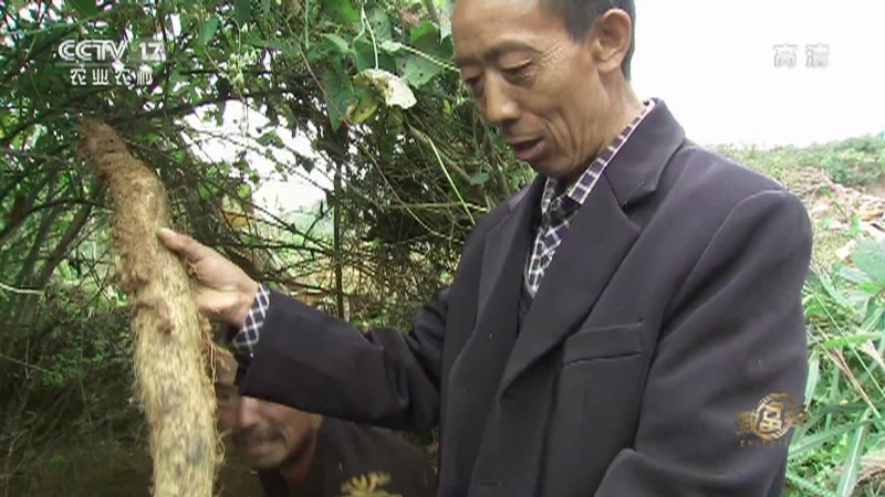 致富经 《致富经》 20201127 新法种山药 价高还畅销