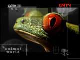 动物世界 《动物世界》 20111102