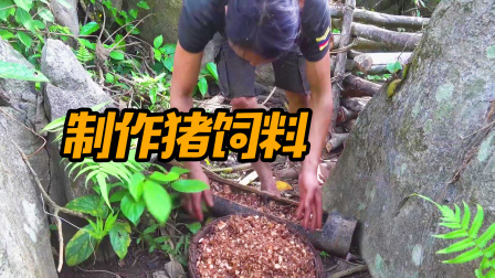 原始丛林人苏门答腊 第二季 荒野养殖大亨，为小猪制作饲料，这是它们的独特美食