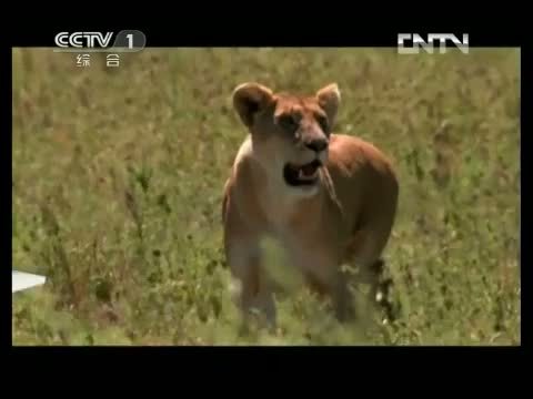 动物世界 《动物世界》 20130428 超级狮群（上）