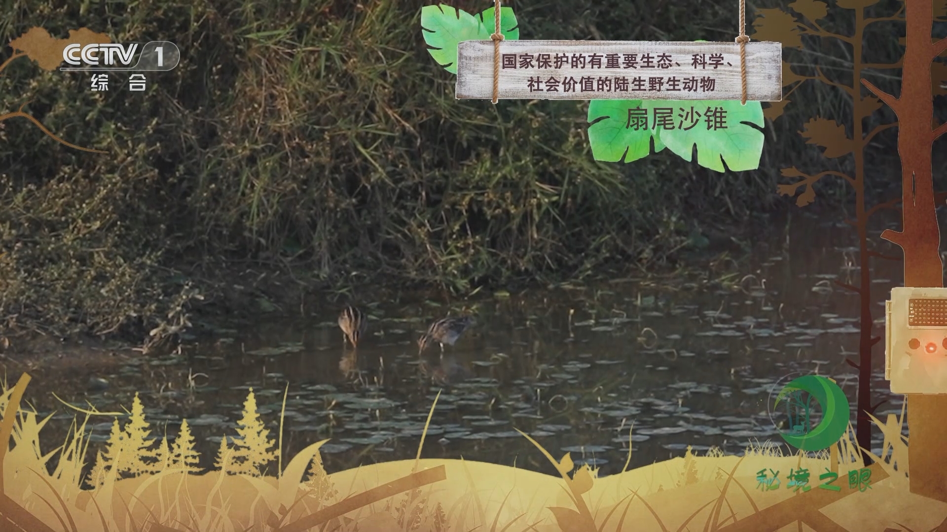 秘境之眼 《秘境之眼》 扇尾沙锥 20231214