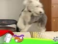 狗狗日记 第139天 狗狗跳跳床