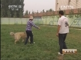 生财有道 《生财有道》 20130724 与动物亲密接触——王者归来（下）