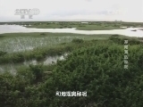地理中国 《地理中国》茅尾海的秘密 20140917
