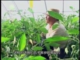 江源扫描 《江源扫描》 20160618 黄河岸边添新绿