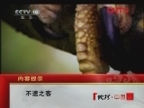 地理中国 不速之客 [地理中国] 20120313
