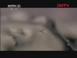 魅力纪录（CCTV-1综合频道） 《魅力纪录》 20120417 生命 第二集 爬行类和两栖类动物