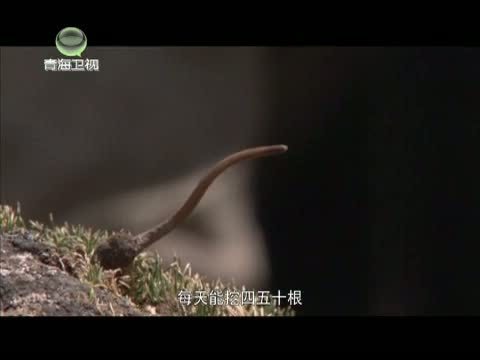 时尚旅游 《时尚旅游》 20140711 青海——高原上的丝绸之路