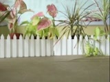 小小智慧树 《小小智慧树》 20180502