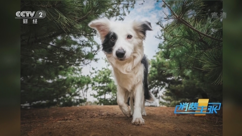 消费主张 《消费主张》 20220314 宠物消费节节攀升，催生多种花式项目