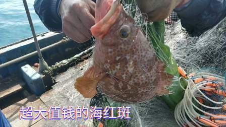 南澳岛赶海日记 彪哥外海捕鱼第二天，捕获一条超大值钱海红斑，总共卖了5千多元