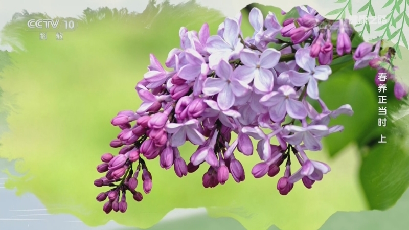 《健康之路》 20260309 春养正当时（上）