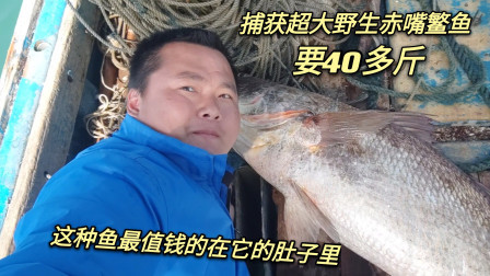 南澳岛赶海日记 渔民出海撞到45斤大货，鱼肚子里藏着价值上万的宝贝，老板们都抢着收购