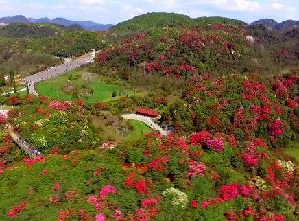 世界多美丽 毕节花海 别有洞天