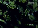 人与自然 自然启示 丛林猎手（上）