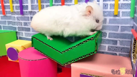 惊现的桥