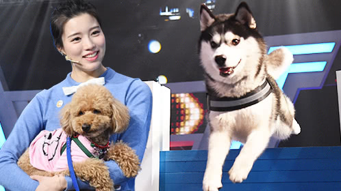 第10期：网红哈士奇水中跨栏帅翻