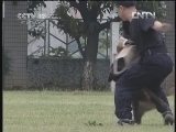天网 《天网》20121119 八集系列片《警·犬》——比武执勤（下）