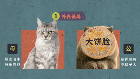 喵客帝国 小技巧教你辨别公猫母猫