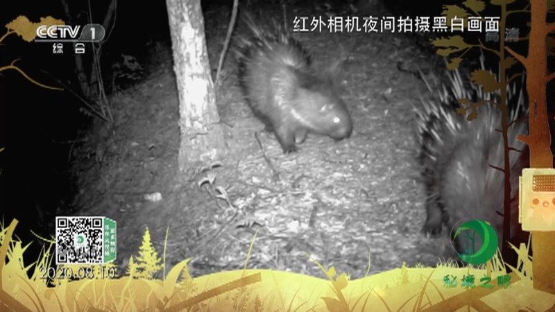 秘境之眼 《秘境之眼》 豪猪 20220621
