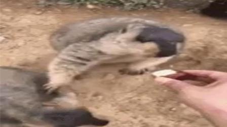 猿创精选 吃货水獭围着游客抢食物 相互推搡起来一点不含糊 163