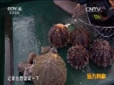 远方的家 《远方的家》五一特别节目 秘境探奇（下） 20150503