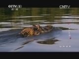 动物世界 《动物世界》 20141031 鳄鱼的眼泪（二）