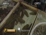 消费主张 《消费主张》 20160615 应季水产消费调查——海参