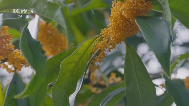 花开中国第二季 《花开中国 第二季》 第3集 桂花