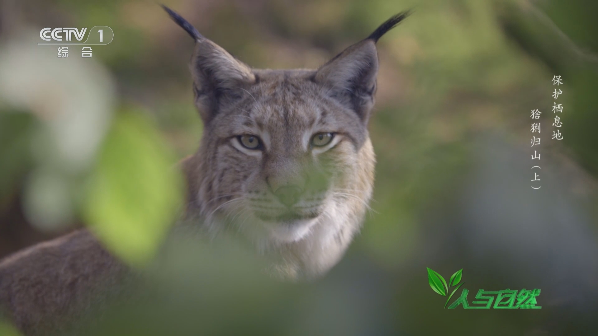 人与自然 《人与自然》 20231213 保护栖息地——猞猁归山（上）