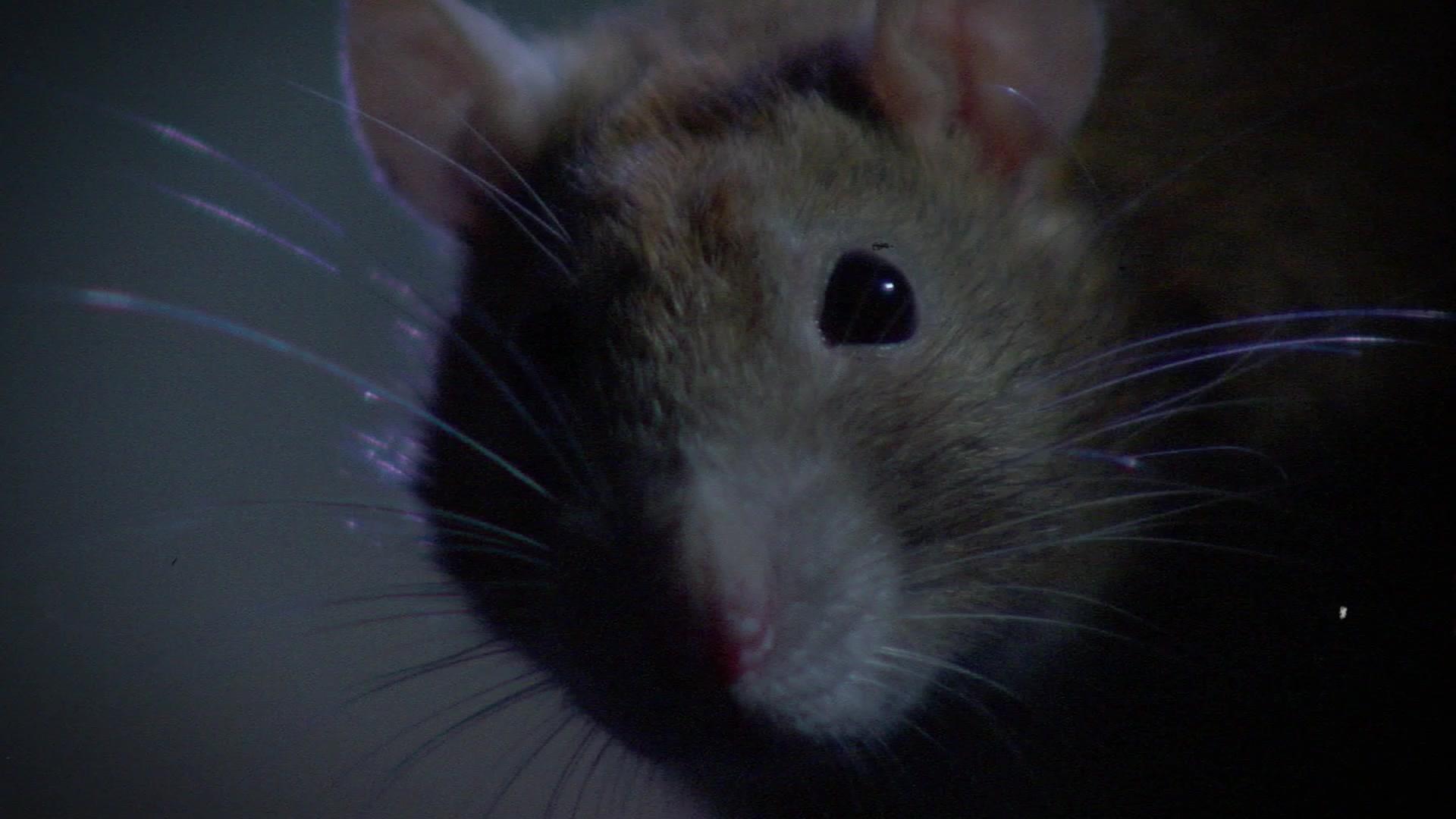 奇形怪物第一季 第1集