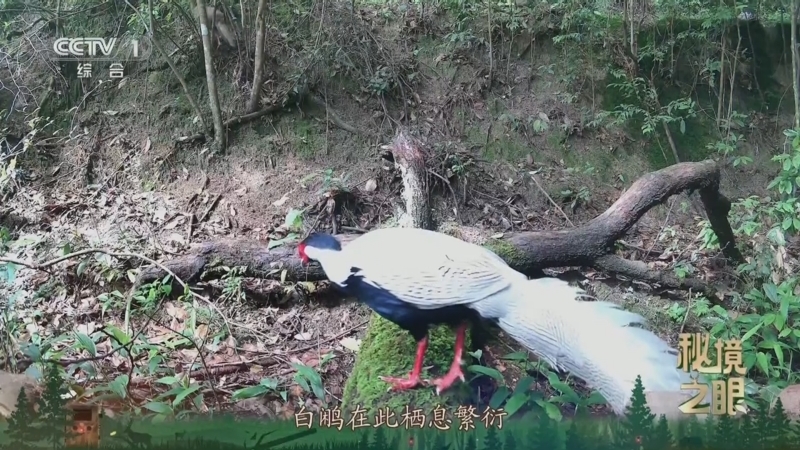 秘境之眼 《秘境之眼》 白鹇 20250823