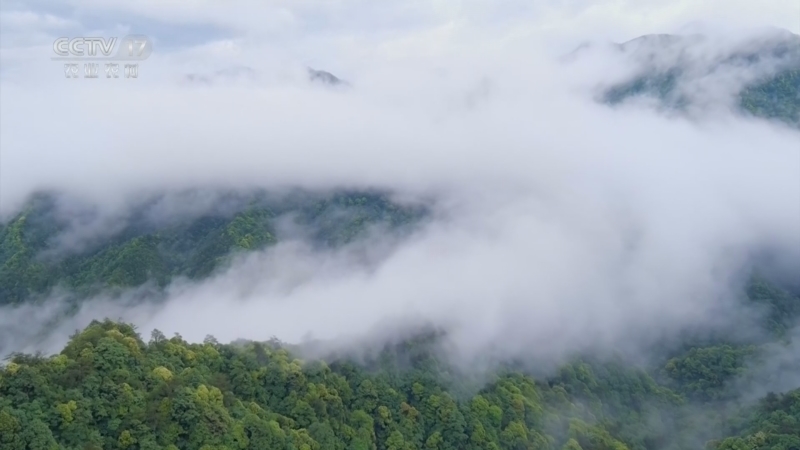 《乡土中国》 20260101 野性家园 第2集 钱江源·林中精灵