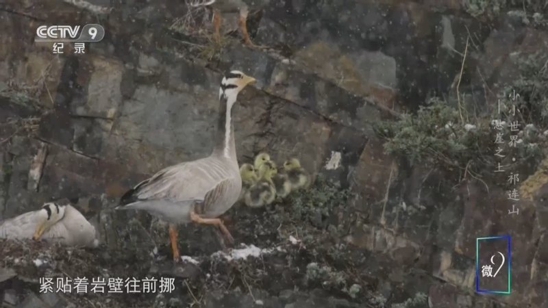 《小小世界 祁连山》 第3集 悬崖之上