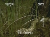自然传奇 《自然传奇》 20140702 恐怖的死亡陷阱