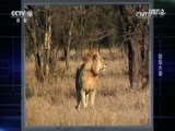 自然传奇 《自然传奇》 20170407 超级大猫