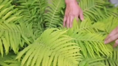 四海漫游 端午的习俗