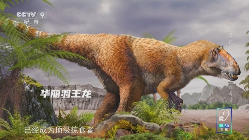 《5亿年 岩石里的生命奇迹 第一季》 第12集 华丽羽王龙