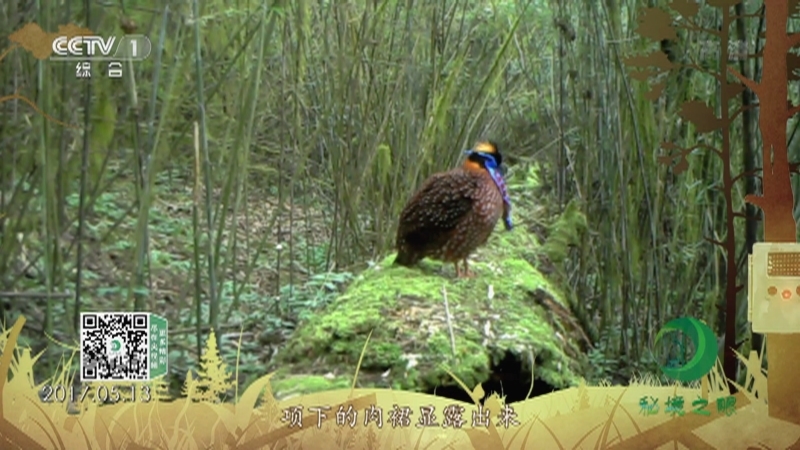 秘境之眼 《秘境之眼》 红腹角雉 20220727