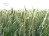 焦点访谈 《焦点访谈》 20160529 粮食满仓的“烦恼”