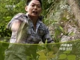 走近科学 《走近科学》 20150917 神草金钗