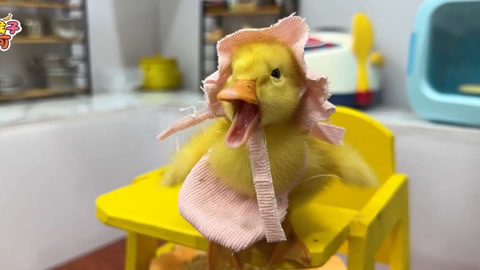 可可照顾鸭子宝宝