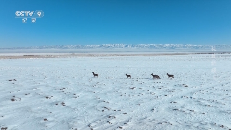 《极致新疆》 第5集 一眼万年