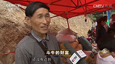 致富经 [致富经]斗牛的财富 20160809