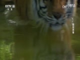 自然传奇 《自然传奇》 20170721 超级英雄